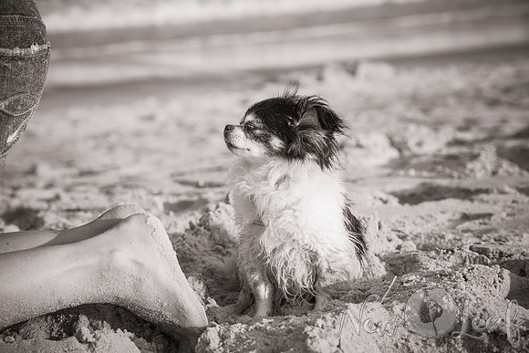 086_Brant_beach