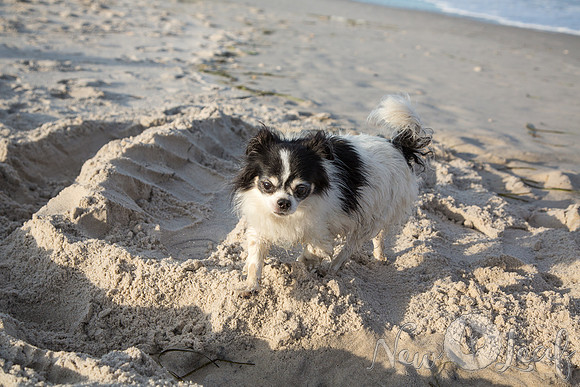 095_Brant_beach