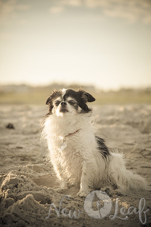 240_Brant_beach