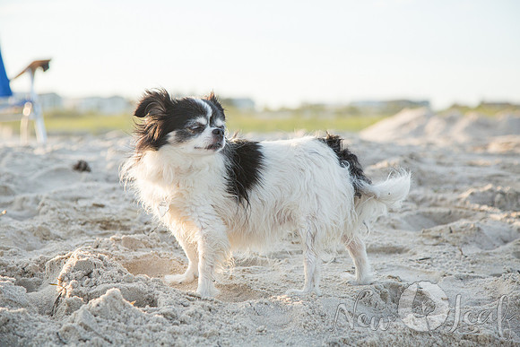 237_Brant_beach
