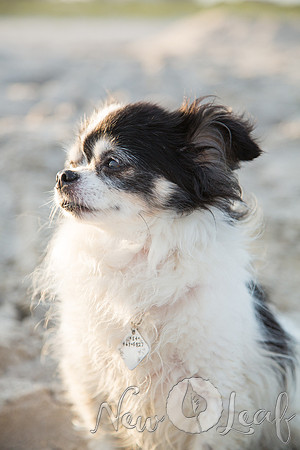 243_Brant_beach