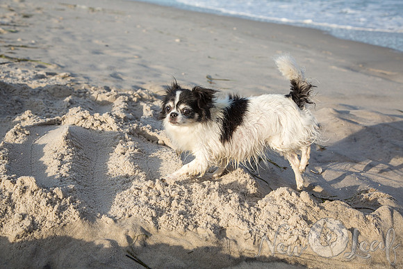 094_Brant_beach