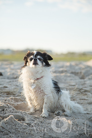 241_Brant_beach