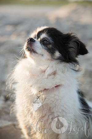 242_Brant_beach