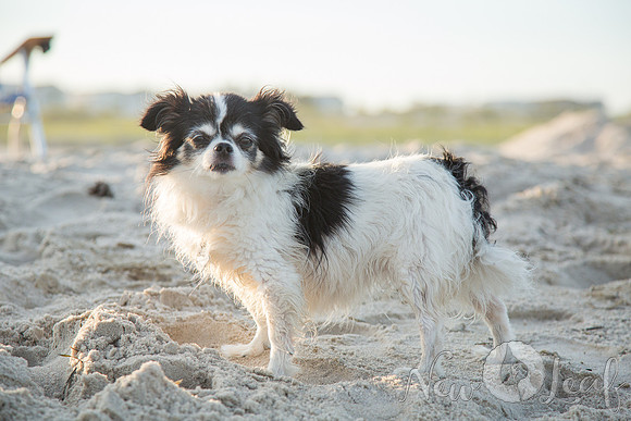 239_Brant_beach