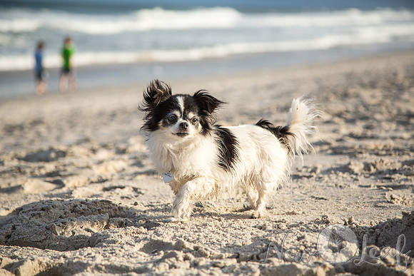 061_Brant_beach