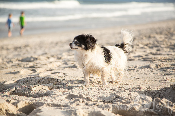 059_Brant_beach