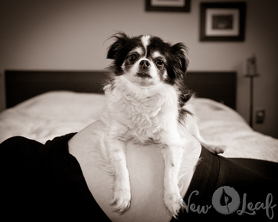 Brant_Maternity_004