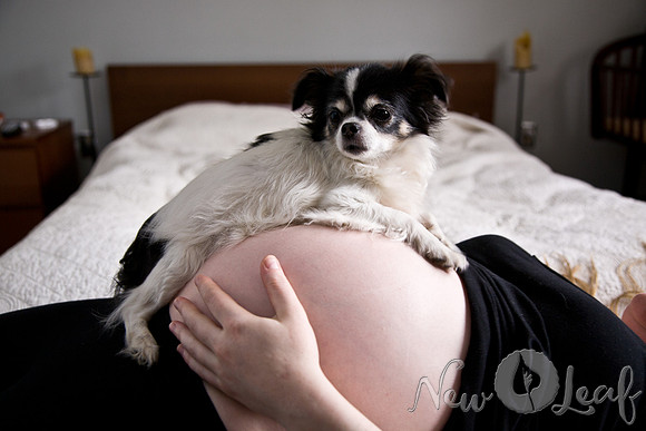 Brant_Maternity_012