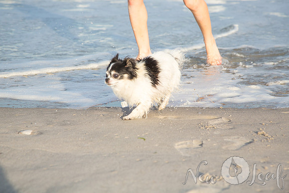 093_Brant_beach