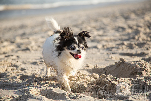 062_Brant_beach