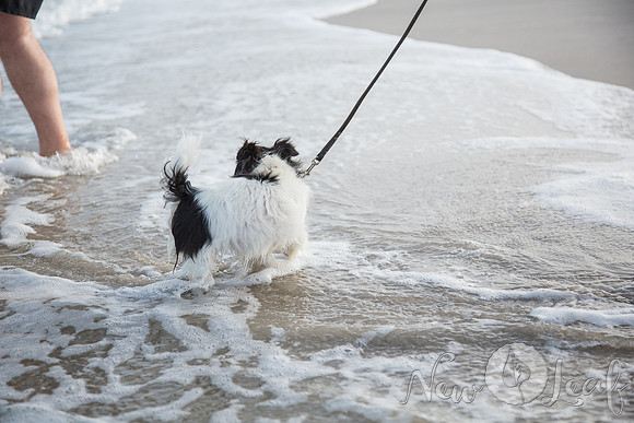 022_Brant_beach