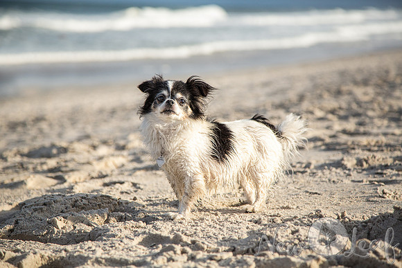 060_Brant_beach