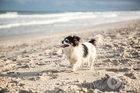 058_Brant_beach